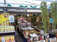 Amsterdam | Trhy v Amsterdamu, hlavně květiny